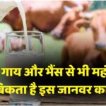 Most Expensive Cheese