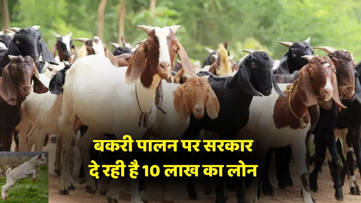 Bakri Palan Loan Yojna